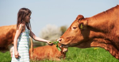 Ein kleines Mädchen gibt einer Kuh ein Büschel Gras.