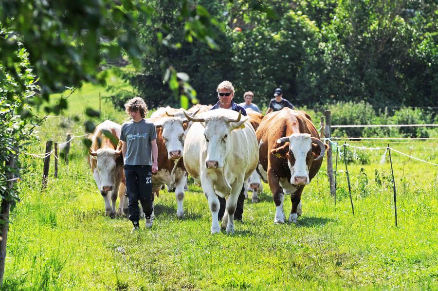 Kuhtrieb im Sommer